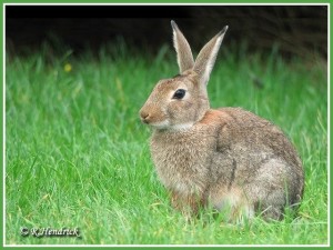 Lapin de garenne