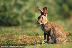Lapin de garenne