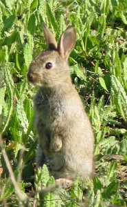 Lapin de garenne