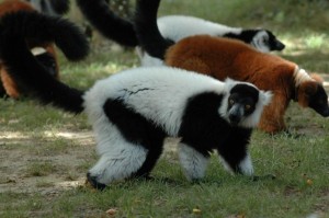 Maki vari noir et roux