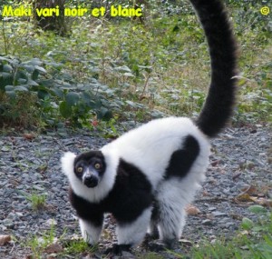 Maki vari noir et roux