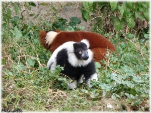 Maki vari noir et roux