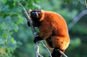 Maki vari noir et roux