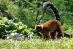 Maki vari noir et roux