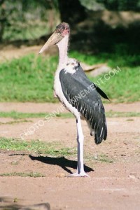 Marabou d'Afrique
