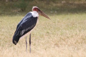 Marabou d'Afrique