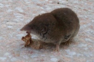 Musaraigne musette