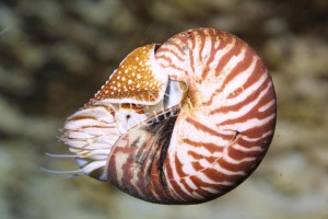Nautile