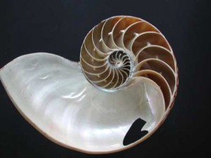 Nautile