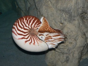 Nautile