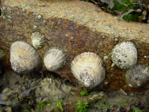 Patelle