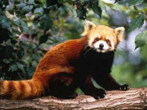 Petit panda