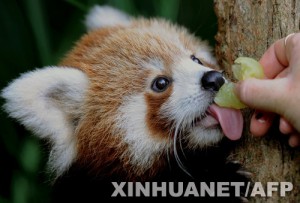 Petit panda