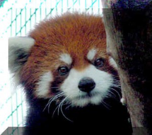 Petit panda