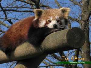 Petit panda