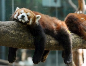 Petit panda