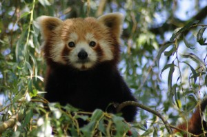 Petit panda