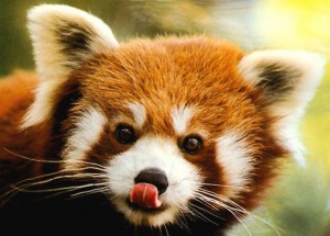 Petit panda