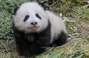 Petit panda