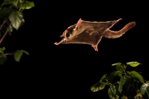 Phalanger volant