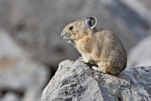 Pika