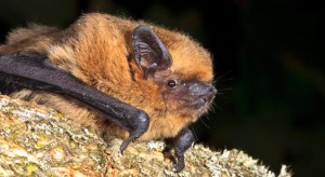 Pipistrelle commune