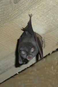 Pipistrelle commune