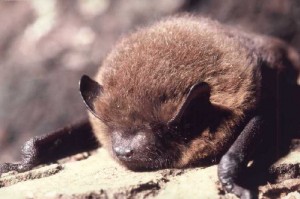 Pipistrelle commune