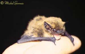 Pipistrelle commune