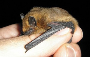 Pipistrelle commune
