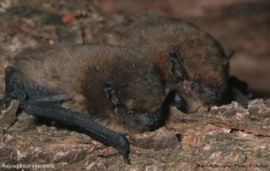 Pipistrelle commune