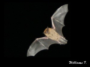 Pipistrelle commune