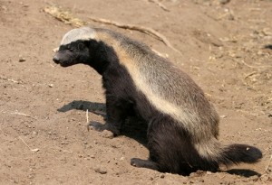 Ratel