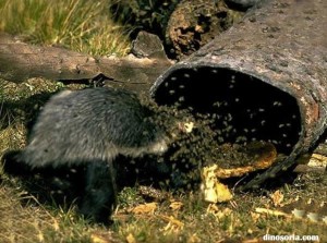 Ratel