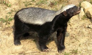 Ratel