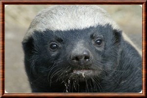 Ratel
