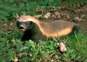 Ratel