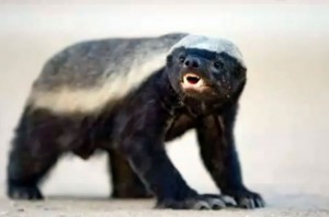 Ratel