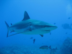 Requin longimane
