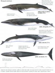 Rorqual