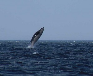 Rorqual