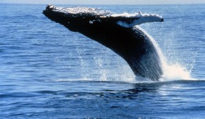 Rorqual