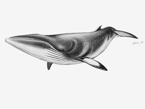 Rorqual