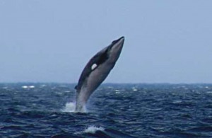 Rorqual