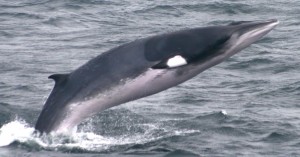 Rorqual
