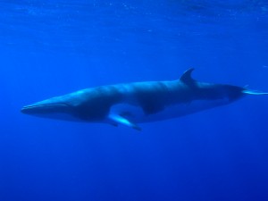 Rorqual