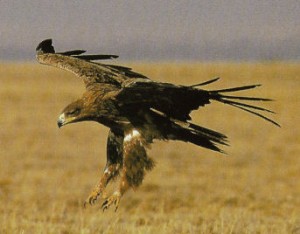 Aigle des steppes