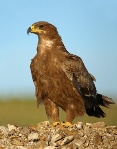 Aigle des steppes