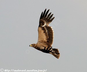 Aigle des steppes
