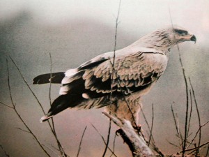 Aigle des steppes